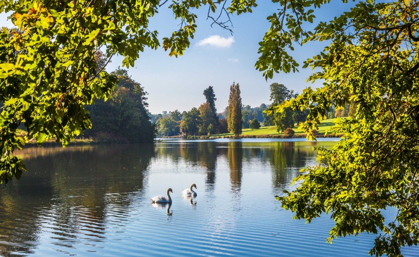 Swans on the lake at Bowood House & Gardens
